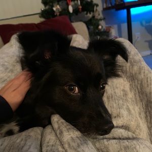 Meet your Posher, Kevin